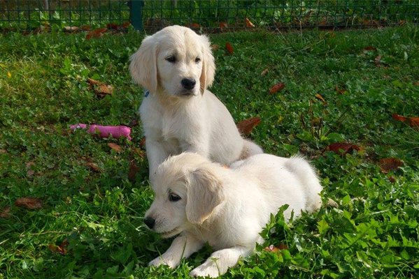 Cuccioli Di Golden Retriever Disponibili Triple Soul