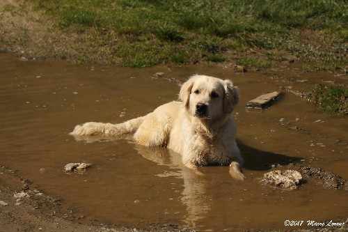 Golden Retriever