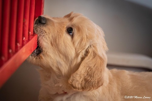 Cuccioli a 35 giorni