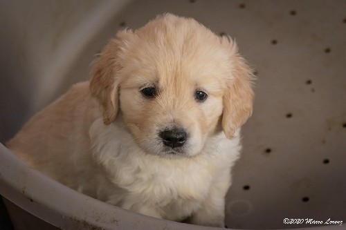 Cuccioli a 35 giorni