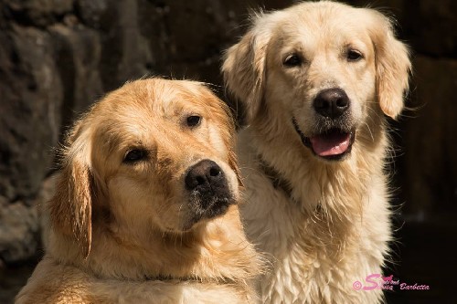 I nostri Golden Retriever