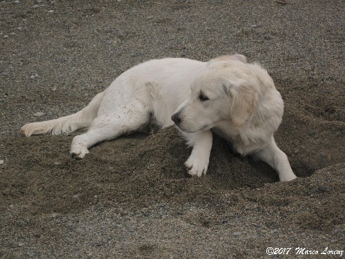 Il Golden Retriever