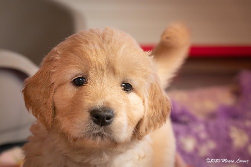 Cuccioli a 35 giorni