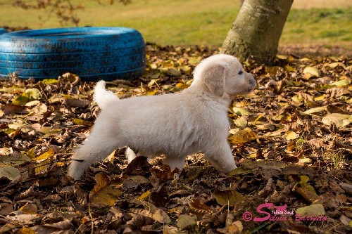 Cuccioli intraprendenti