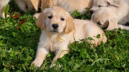 Il Cucciolo Giusto