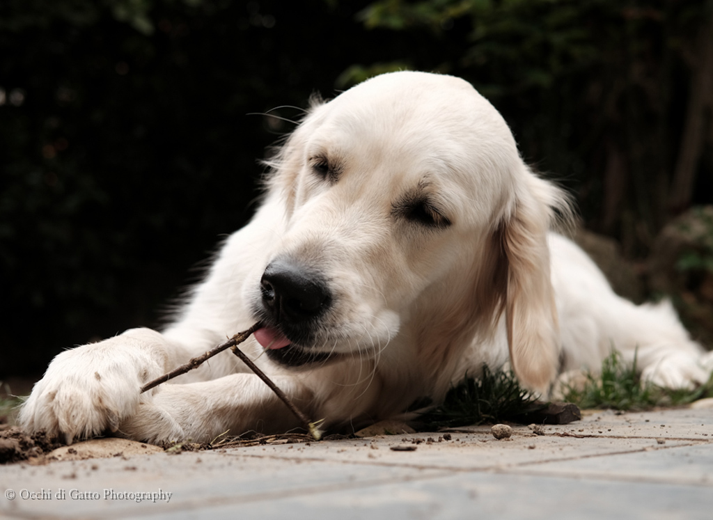 Il tuo Golden Retriever è disposto a firmare questo contratto. 