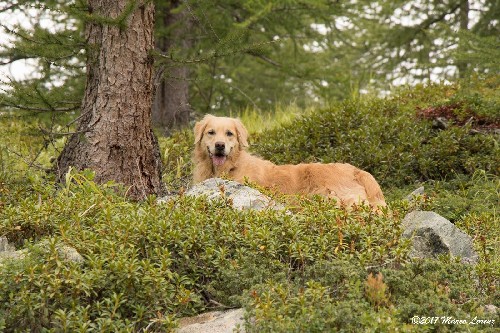 Heidi in montagna