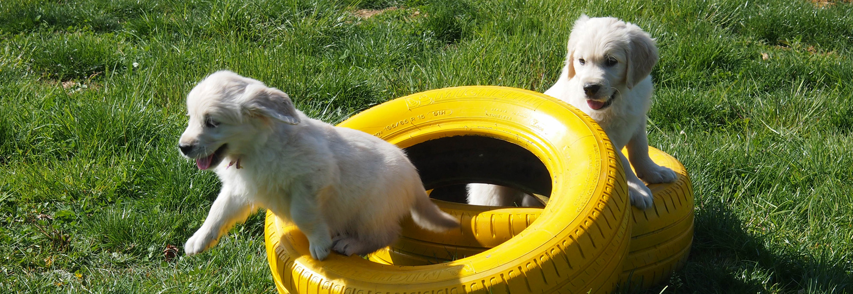 Cuccioli felici