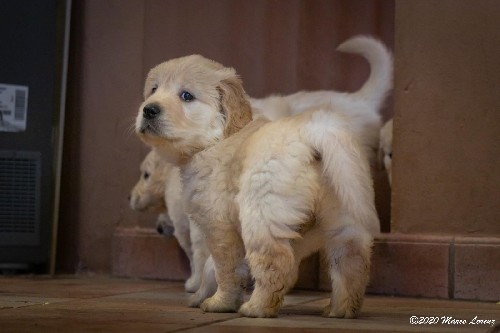 Cuccioli a 35 giorni