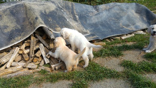 Il Cucciolo Giusto