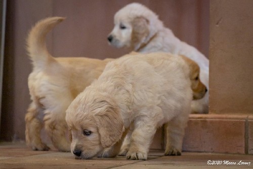 Cuccioli a 35 giorni