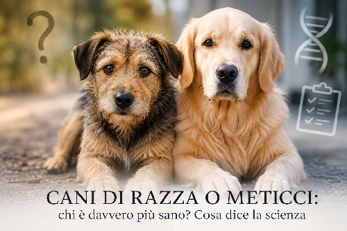 Dal Blog Triple soul