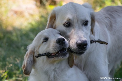 I nostri Golden Retriever