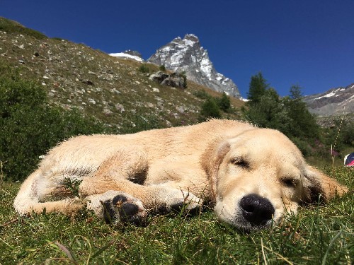 Cuccioli in montagna