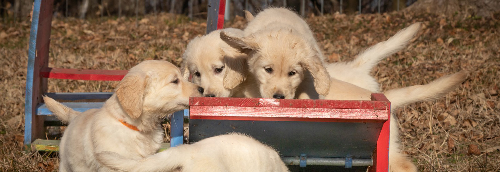 Triple Soul Allevamento Amatoriale Cuccioli Di Golden Retriever Lombardia E Piemonte