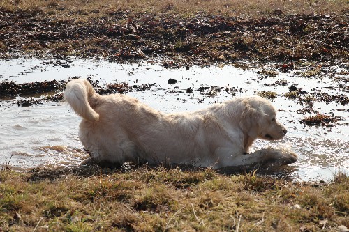 Il Golden Retriever