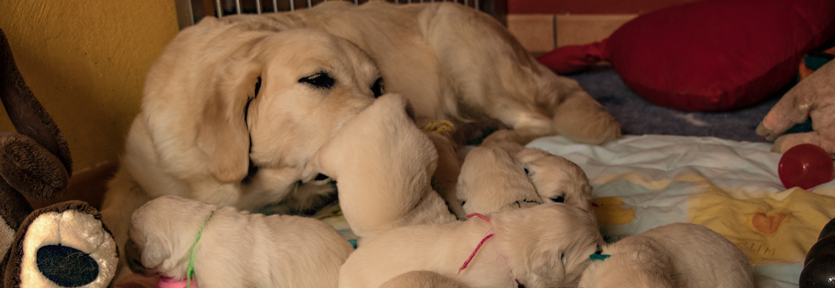 Triple Soul Allevamento Amatoriale Cuccioli Di Golden Retriever Lombardia E Piemonte