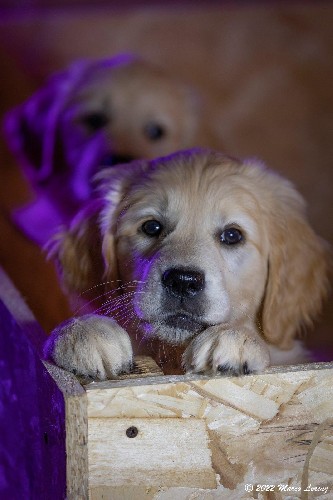 Cuccioli di Dafne e Susanna 