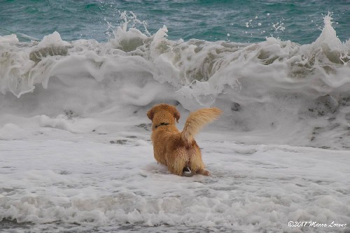 Golden retriever ...divertimento Ã¨ regola!