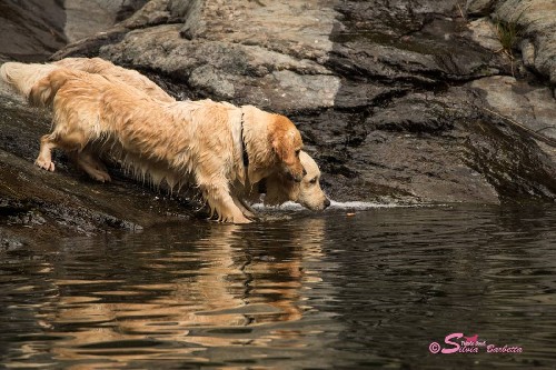 I Golden e l'acqua